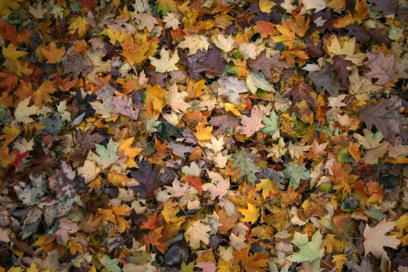 a pile of colorful leaves