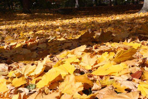 a pile of yellow leaves on the ground
