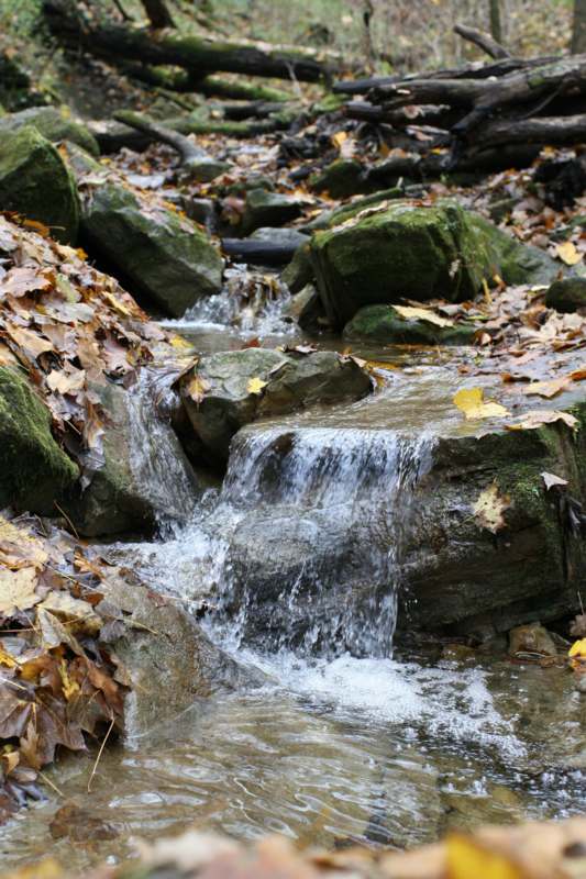 a stream of water with rocks and leaves