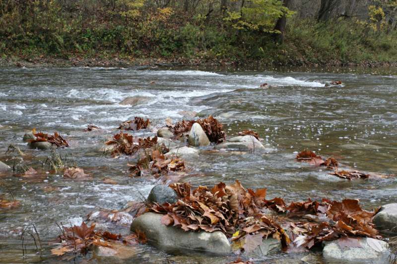 a river with brown leaves on rocks