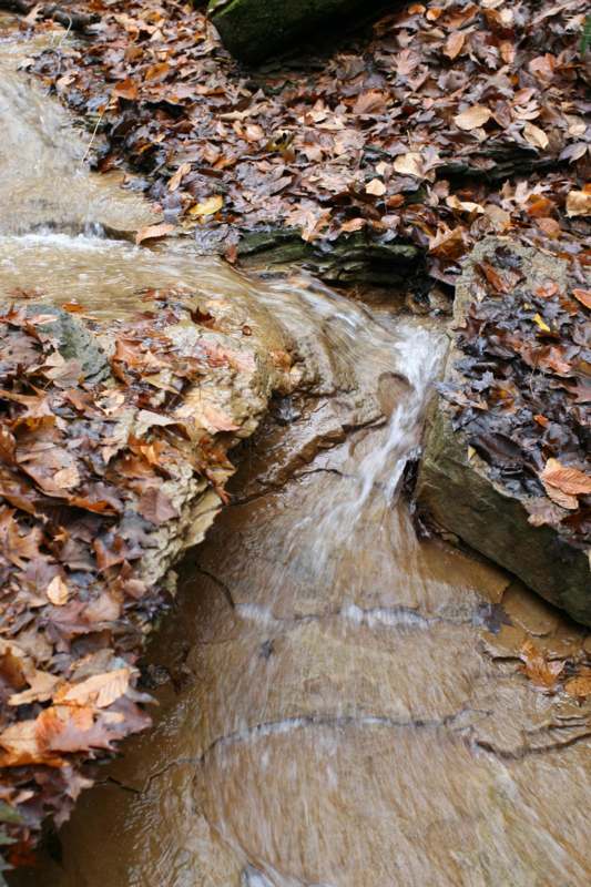 a stream of water with brown leaves on the ground