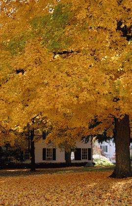 a large tree with yellow leaves