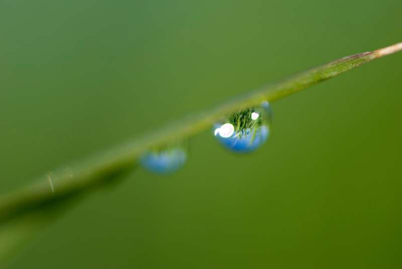 a water droplet on a blade of grass
