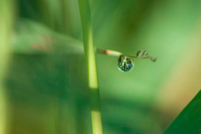 a water droplet on a blade of grass