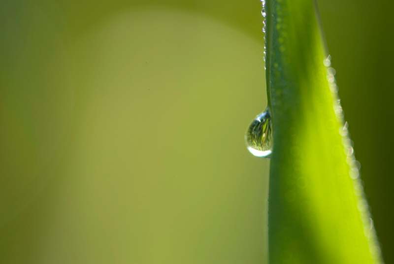 a water droplet on a leaf