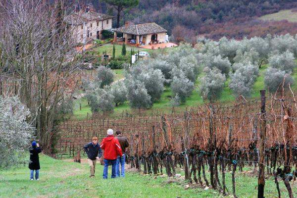 a group of people walking in a vineyard