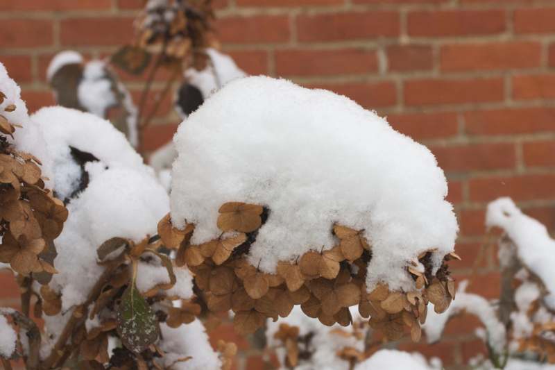 a snow on a plant