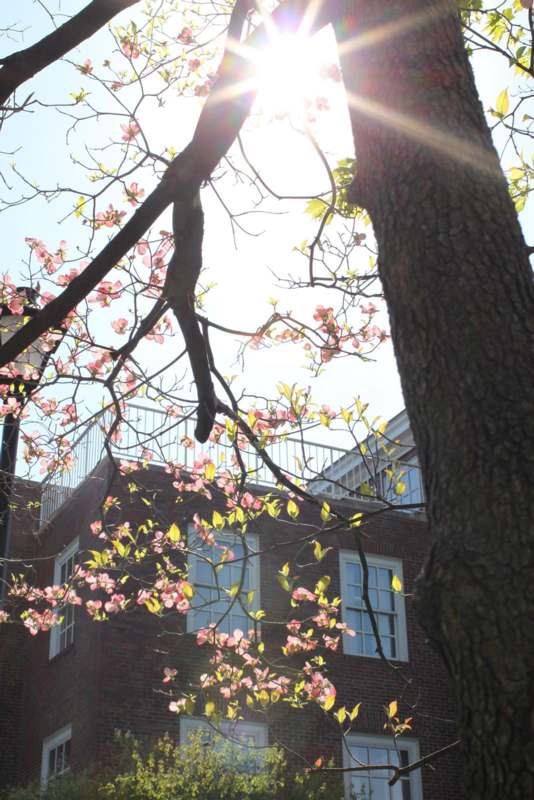 a tree with pink flowers and a building in the background