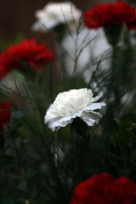 a white flower in a plant