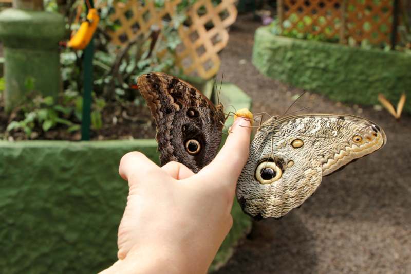 a hand holding two butterflies
