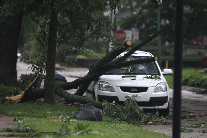 a car with fallen tree