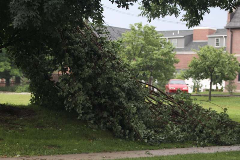 a tree fallen over a yard