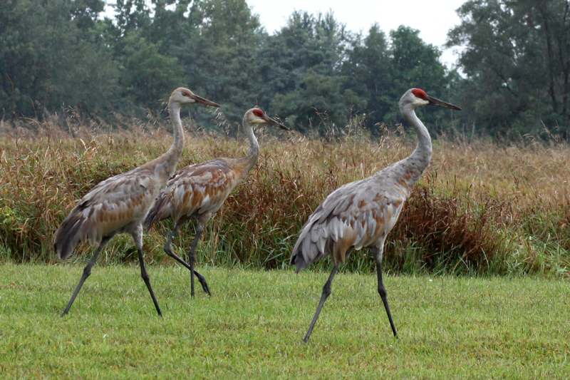 a group of birds walking in grass