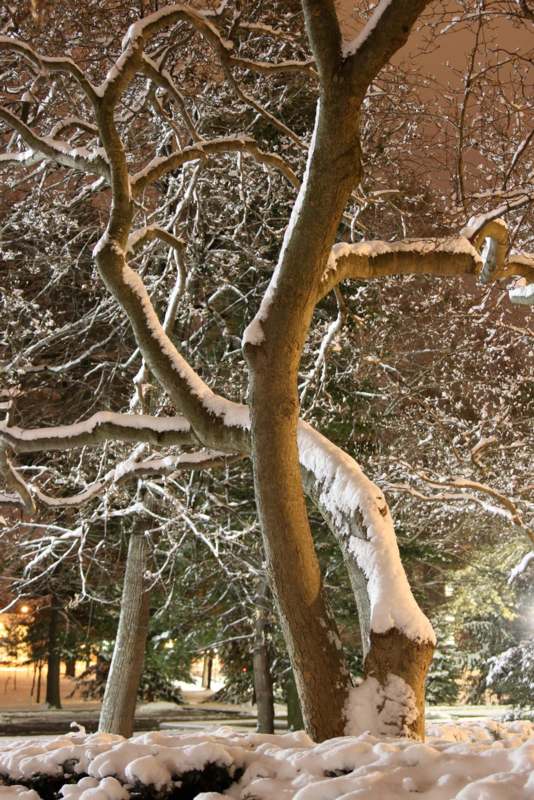 a snow covered tree branches
