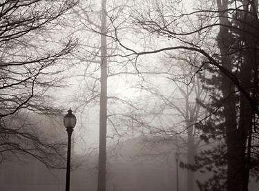 a foggy day in the park