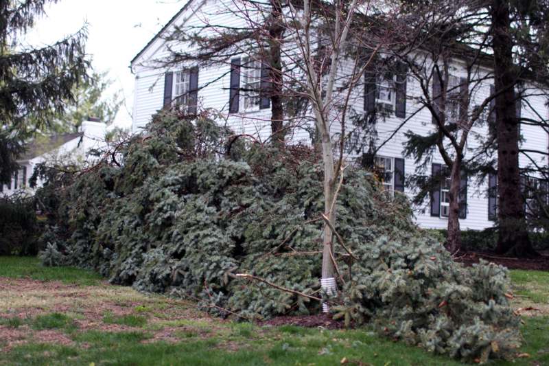 a tree fallen over by a house