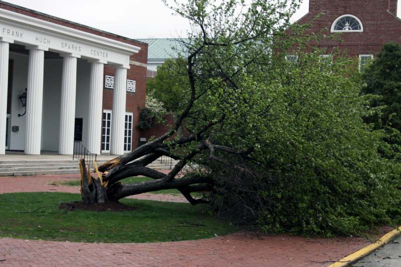 a tree fallen over a tree