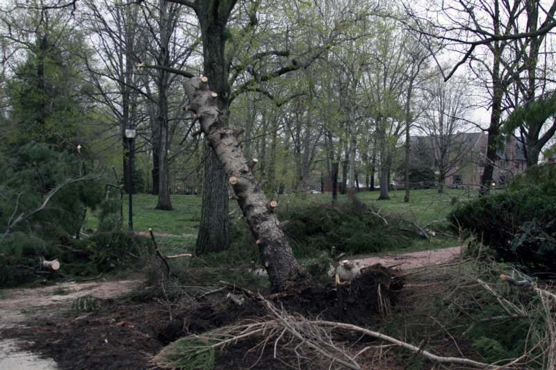 a tree that has fallen