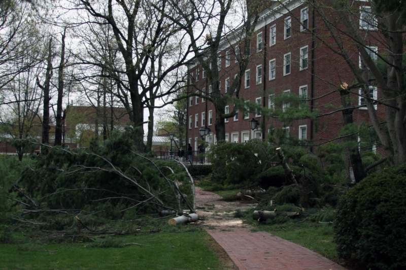 a fallen tree in front of a building