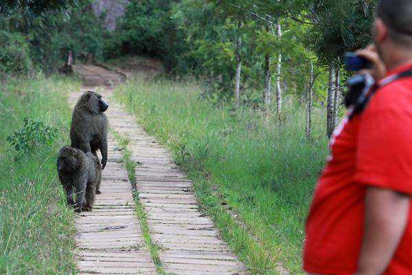 a group of baboons on a path