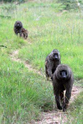 a group of baboons walking on a path