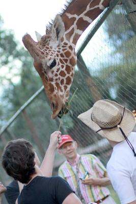 a giraffe eating grass from a fence