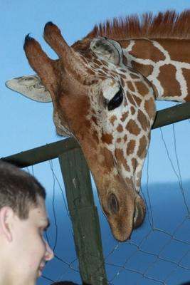 a giraffe leaning over a fence