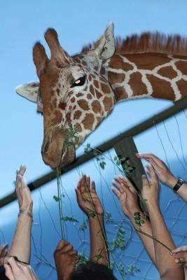 a giraffe eating from a fence