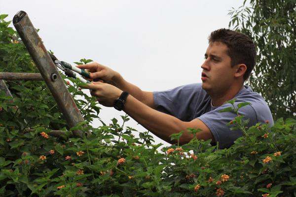 a man cutting a bush