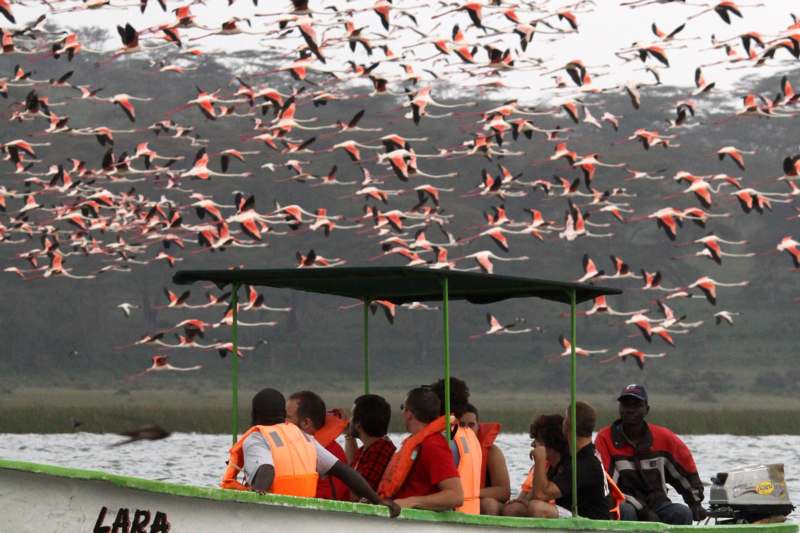 a group of people on a boat with a flock of flamingos flying over