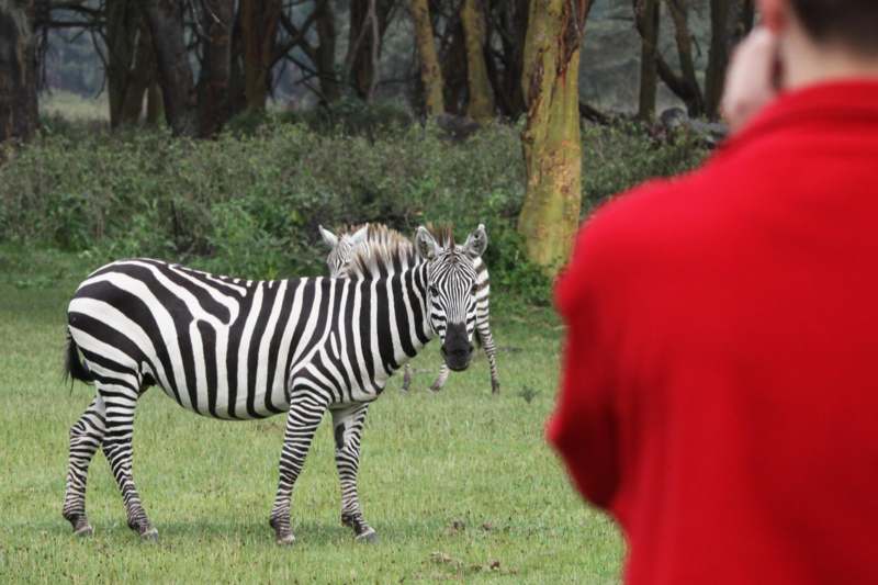 a zebras in a field