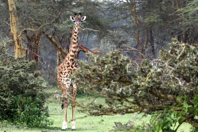 a giraffe standing in a grassy field