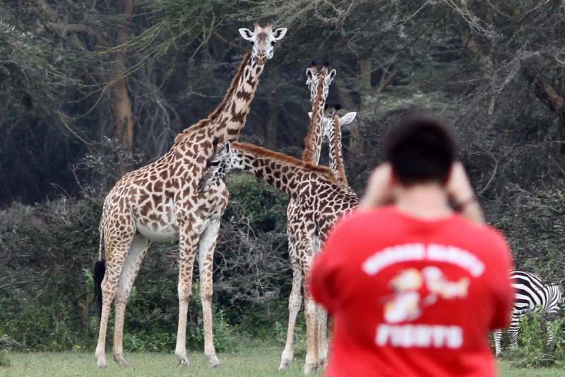 a man taking a picture of a group of giraffes