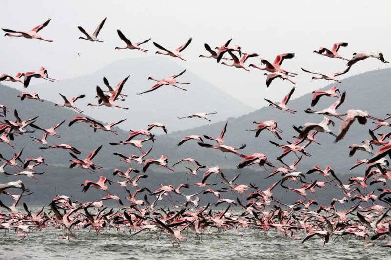a flock of flamingos flying over water