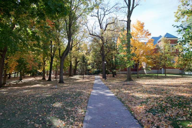a brick path with trees and leaves on the ground