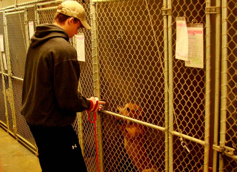 a man holding a leash to a dog in a cage