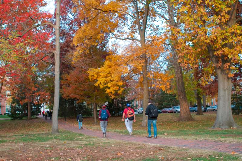a group of people walking on a path with trees and leaves