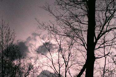 a tree branches against a cloudy sky