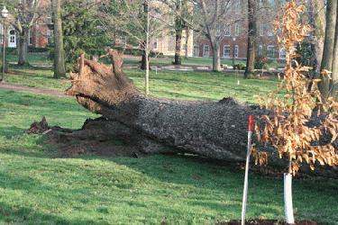 a fallen tree in a park