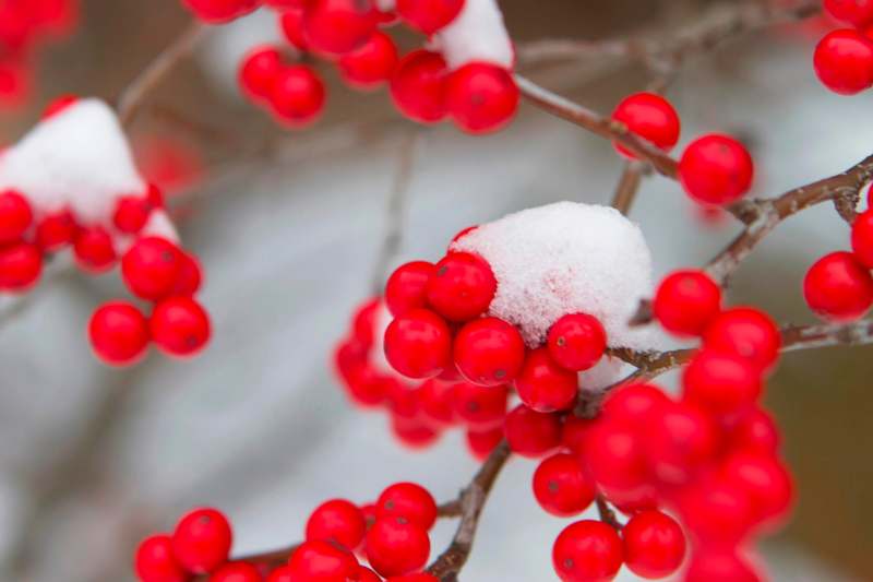 a red berries on a tree