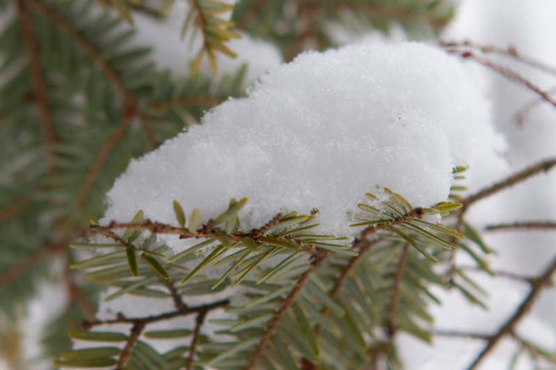 a snow on a tree branch