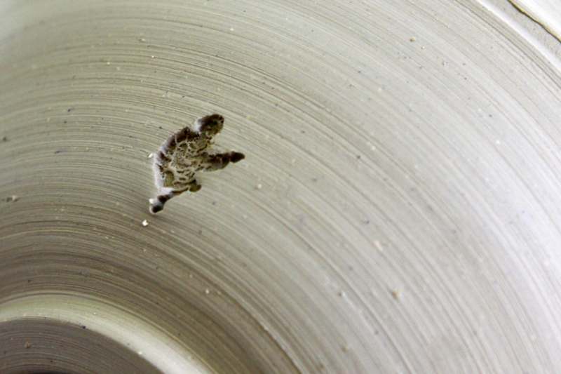 a small turtle on a white surface