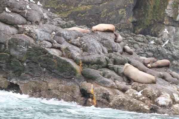 seals lying on rocks