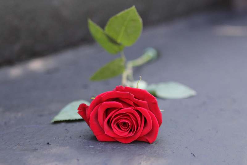a red rose on the ground