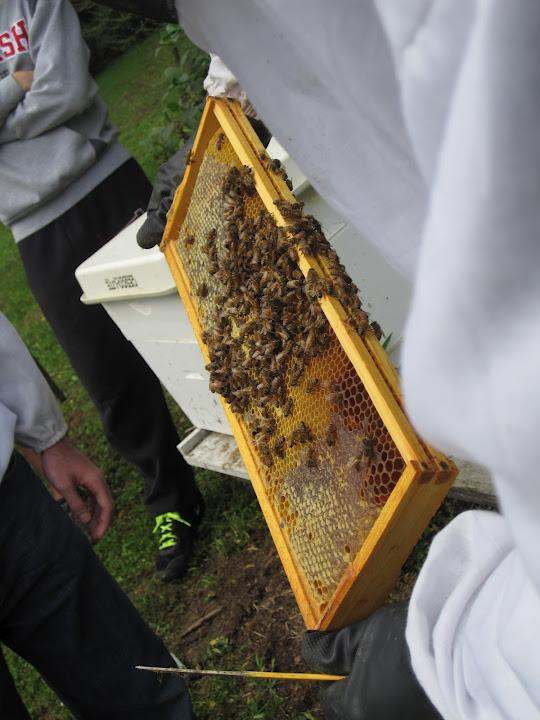 a person holding a honeycomb full of bees