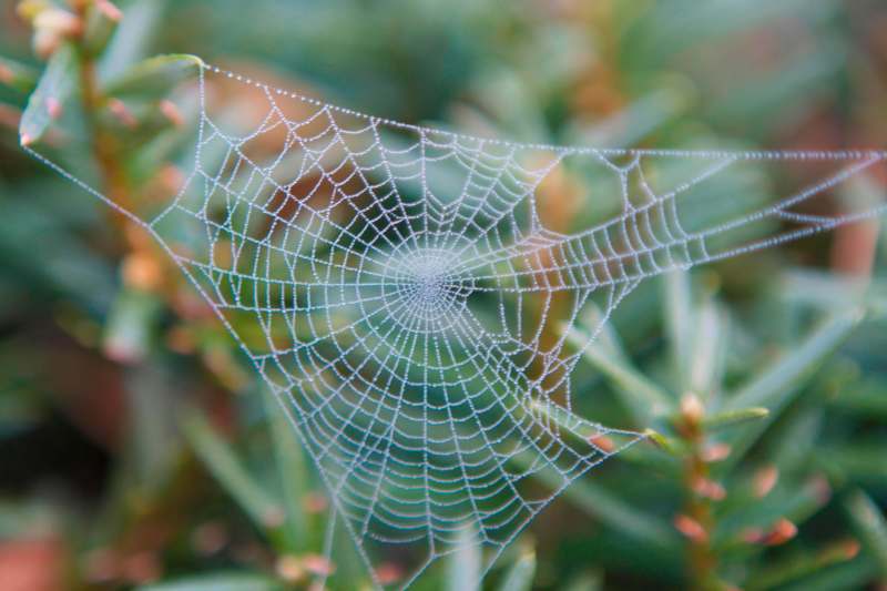 a spider web with dew on it