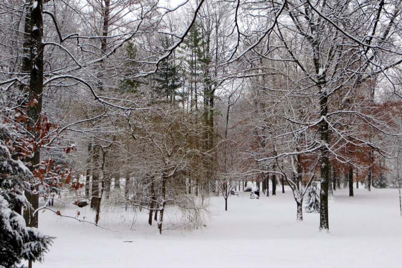 a snowy forest with trees and snow