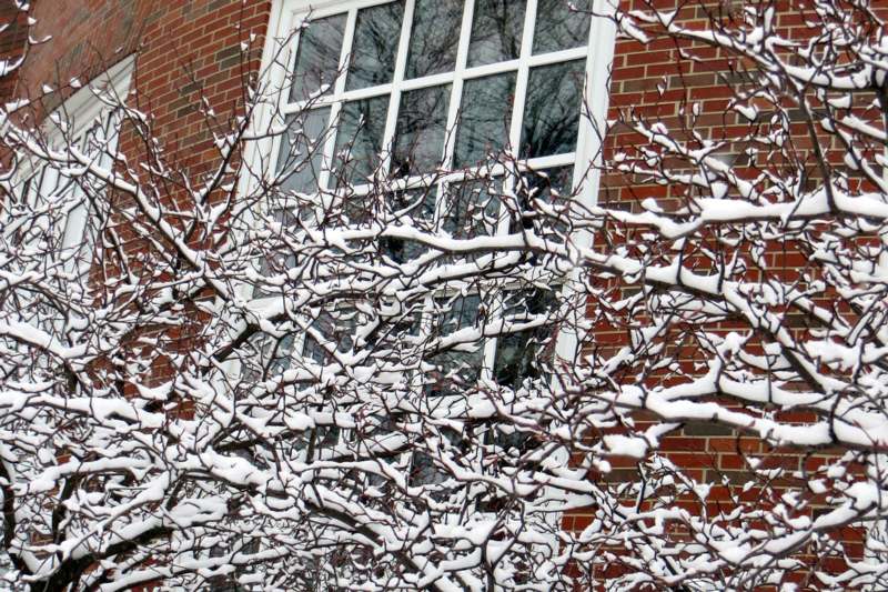 snow on a tree branch in front of a brick building