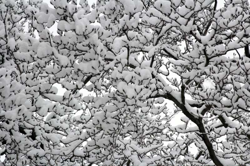 snow covered tree branches with snow on them