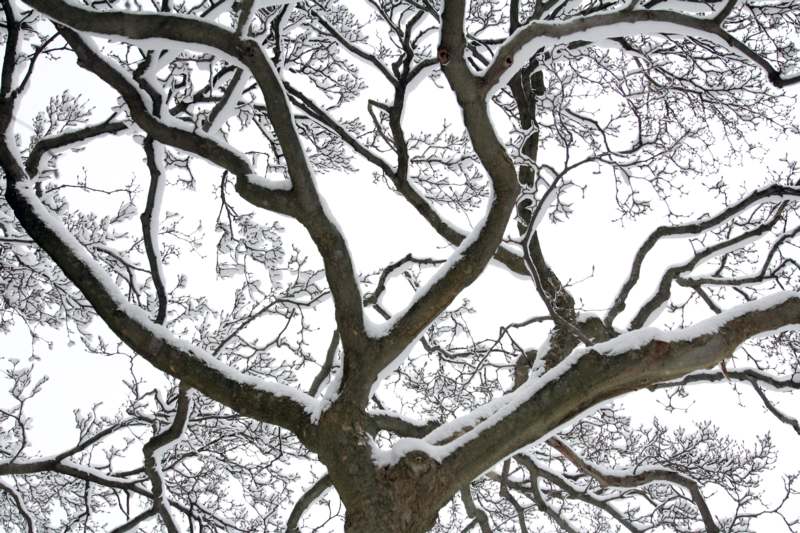 snow covered tree branches with snow on the branches
